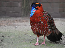 Bird Watching at Kohima Zoo